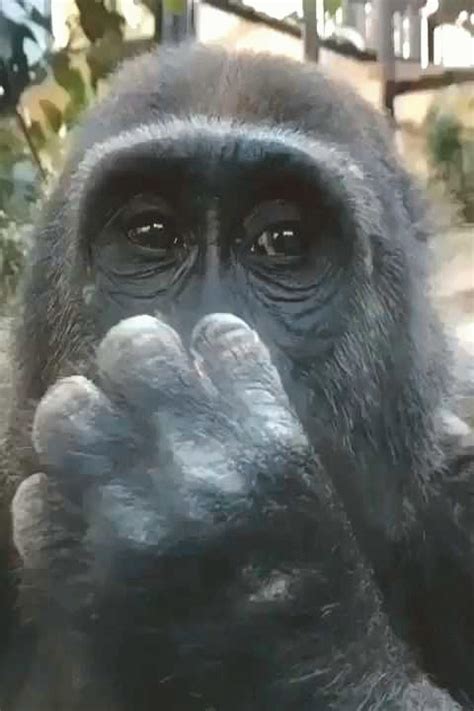 gorilla gif